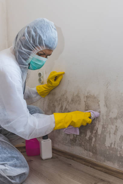 Best Mold Odor Removal Services  in Liberty, KY