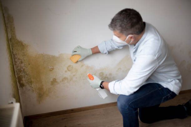 Best Post-Construction Mold Inspection  in Liberty, KY